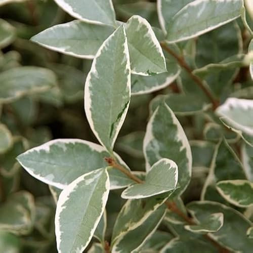 Pianta vera di Ligustrum ovalifolium Argenteum - Diametro Vaso Ø 18 cm