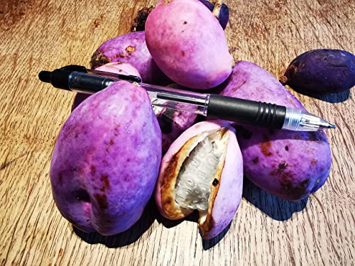 Chocolate Vine, Akebia trifoliata, subtly Scented, Dark Violet Flowers, Rarely Offered, Great for UK Climate, 10-15cm Tall Plant in a 7/8cm Pot