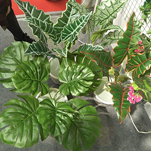 Haloppe 50 piezas de semillas de plantas de Monstera para plantar en el jardín del hogar, semillas de Monstera semillas de Monstera Ceriman para patio trasero Semillas de Monstera