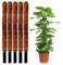 Jardinlife Tutor Fibra de Coco Natural para Plantas Trepadoras y Enredaderas, Guía para Las Raíces (Pack 5 unds 150 cm)