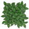 KARAT Pflanzenwand 33 x 33 cm – Stilvolle Raumdekoration mit großen Rosenblättern - Elegante Wandgestaltung für EIN naturnahes Ambiente (Big Rose Leaf)