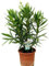 Planta natural Adelfa Nerium Oleander Blanca, 30 cm. Arbusto ornamental, con flores vistosas y muy resistentes. Segura Garden.