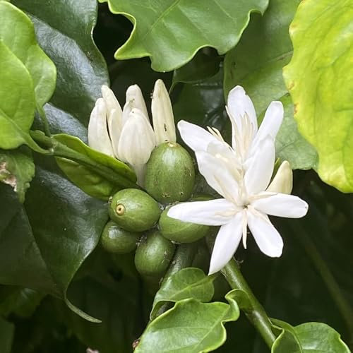 semillas de cafe para sembrar, planta de cafe - flores de jardín resistentes, semillas de plantas de interior semillas de café Macizo de flores, semillas orgánicas flores, plantas de 10pcs
