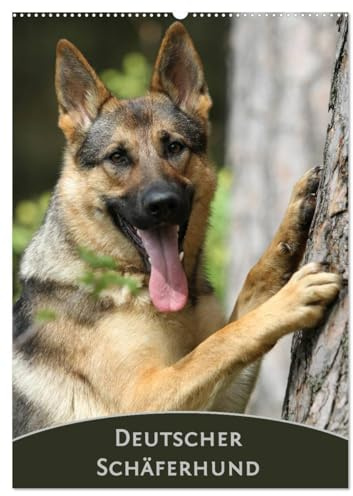 Deutscher Schäferhund (Wandkalender 2026 DIN A2 hoch), CALVENDO Monatskalender: Monatskalender mit wunderschönen Farbfotos des Deutschen Schäferhundes (CALVENDO Tiere)