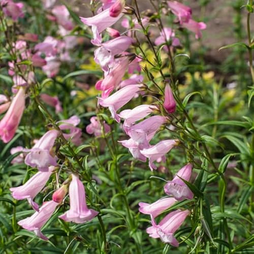 6 x Großblütiger Bartfaden 'Apple Blossom' - Penstemon 'Apple Blossom' Topf 9x9cm: Zarte rosa Blüten für sonnige Beete.