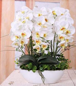 100 pezzi di alta qualità piante di orchidee alta simulazione fiore phalaenopsis orchidee piante per la casa giardino: rosa:Seeds