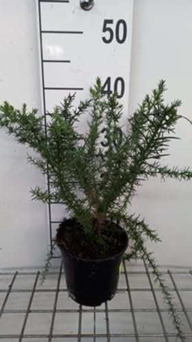 Ulex europaeus - Genêt d'Espagne 15-20 cm en pot