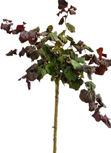 Korkenzieherhasel Corylus avellana  Red Majestic Hochstamm 100-120 cm Höhe Höhe Winterhart Freilandaufzucht