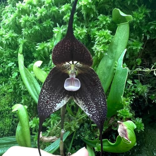 Affen Orchidee, Dracula simia, balkonpflanzen bodendecker wohnzimmer deko affengesicht Orchidee kaufen 150Samen