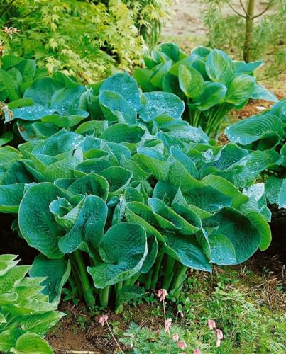 Hosta tokudama 'Love Pat' ca. 11x11 cm Topf - Blaublatt-Funkie, herzförmige blaue Blätter, ideal für schattige Beete, pflegeleicht und winterhart