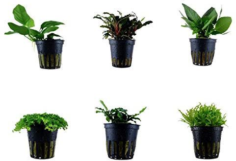 Tropica Vordergrund Set mit 6 Topf Pflanzen Aquariumpflanzenset Nr.31 Wasserpflanzen Aquarium Aquariumpflanzen