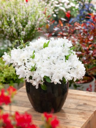2ltr Dwarf Azalea Pleasant White (1 Pack)