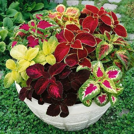 40 graines de plantes Coleus fraîches et neuves
