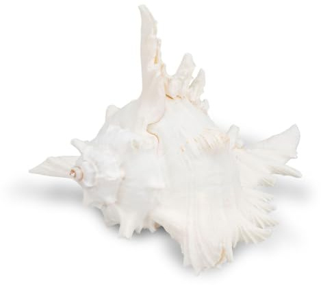 NaDeco Murex ramosus Schneckenhaus groß – Naturprodukt aus dem Indopazifik – Maritime Dekoration Muschel – Deko Schnecke für Aquarium, Terrarium & Badezimmer – Sammlerstück, Größe:18-20cm