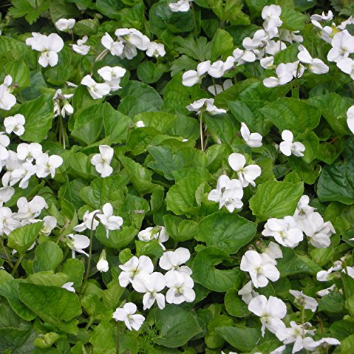Blumixx Stauden Viola sororia 'Albiflora' - Weißes Pfingstveilchen weiß