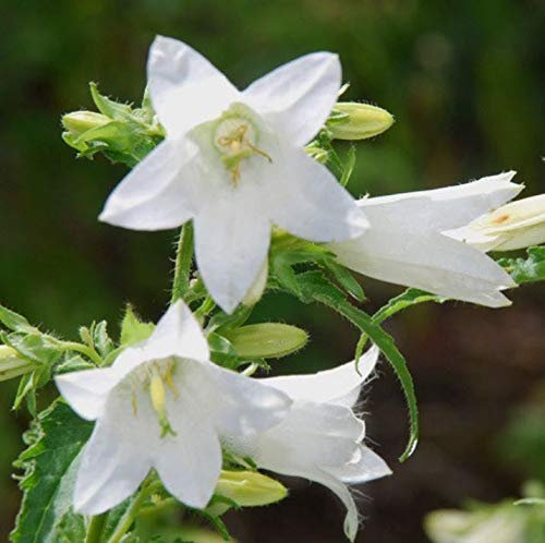 JustSeed - Flower - Campanula Trachelium Alba - 5000 Seeds - Large