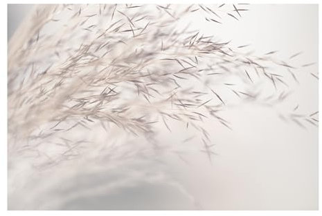 Bilderwelten Fototapete Gräser 290cm x 432cm Blumen Modern Natur Blumentapete Vliestapete Tapete Wanddeko Ideen Wohnzimmer Schlafzimmer Küche