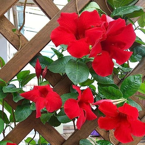 50 Pezzi Semi Di Dipladenia Mandevilla, Piante Rare, Decorazione Del Soggiorno Pianta Di Mandevilla In Vaso, Semi Di Fiori Di Campo, Piante Rampicanti Resistenti Semi Di Pascolo Delle