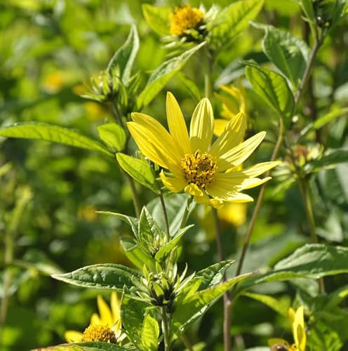 Zitronengelbe Stauden Sonnenblume - Helianthus microcephalus