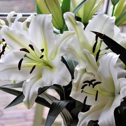 Lilienzwiebeln Baumlilie Riesenlilien Lilium Zwiebeln Onion Knollen Winterhart Frische mehrjährig duftenden Prachtblüten (Monte Bianco)
