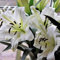 Lilienzwiebeln Baumlilie Riesenlilien Lilium Zwiebeln Onion Knollen Winterhart Frische mehrjährig duftenden Prachtblüten (Monte Bianco)