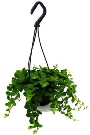 Mini planta colgante de fácil cuidado - Kalanchoe manginii - Kalanchoe de campanas