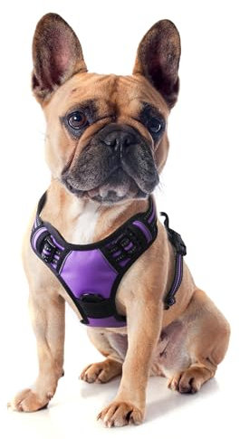 Funfox Hundegeschirr Kleine Hunde Anti Zug Welpengeschirr Einstellbar Hundegeschirr Antiziehgeschirr für Mittelgroße Hunde Brustgeschirr Hund Atmungsaktiv No Pull Dog Harness Lila S