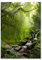 Pixxprint Glasbild, Wandbild aus Echtglas, Kleinder Wasserfall im Dschungel, 70x100 cm, inkl. Aufhängung und Abstandshalter