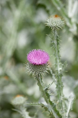 Onopordum acanthium ca. 11x11 cm Topf - Eselsdistel, silbrig-graue Blätter, Blütezeit Juli-August, ideal für naturnahe Gärten, bienenfreundlich, pflegeleicht