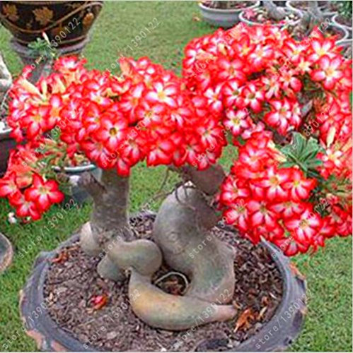 2 pcs/Desert Rose seeds bag Adenium obesum seeds bonsai flower seeds double petals potted plant for home garden 100% true seeds: Only Seeds
