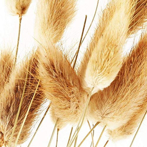 20 Vorbauten Getrocknete Blumen-häschen-endstück Natürliche Pflanzen Blumen Kaninchen Gras Bouquet Hauptdekoration Zubehör Foto