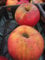 Malus Roter Boskoop - Winterapfel - Apfelbaum