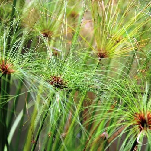 20 pcs echter papyrus samen, winterharte pflanzen, bodendecker winterhart, papyrus pflanze kaufen (Cyperus papyrus) winterharte blumen, garden ostergeschenk, pflanzen balkon gartensamen,