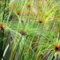20 pcs echter papyrus samen, winterharte pflanzen, bodendecker winterhart, papyrus pflanze kaufen (Cyperus papyrus) winterharte blumen, garden ostergeschenk, pflanzen balkon gartensamen,