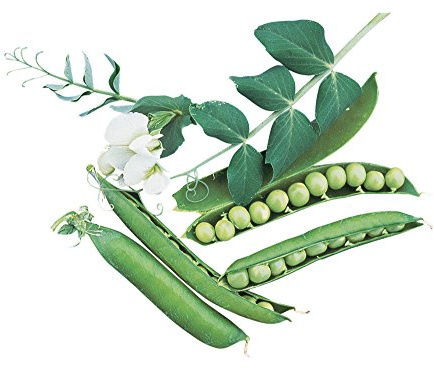 Burpee Garden Sweet Pea Seeds 200 seeds