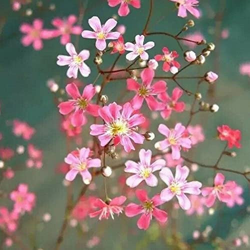 Welldales 100 Gypsophila Pink Flower Bush Seeds to Plant & Grow Pot Garden Bushes Plants
