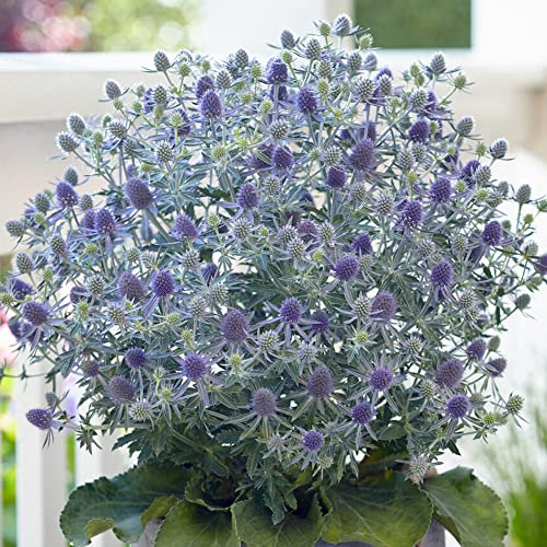 Eryngium Magical Blue Lagoon - Robust Deciduous Flowering Garden Perennial Plant for Borders, Flower Beds, Containers, Pots (9cm Pot, 10-20cm)