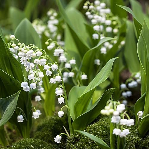 8 Pcs maiglöckchen zwiebeln kaufen, bienenweide, garten geschenk (Convallaria majalis) balkon blumen, winterharte pflanzen für garten herbstpflanzen winterhart, blumenzwiebeln frühblüher