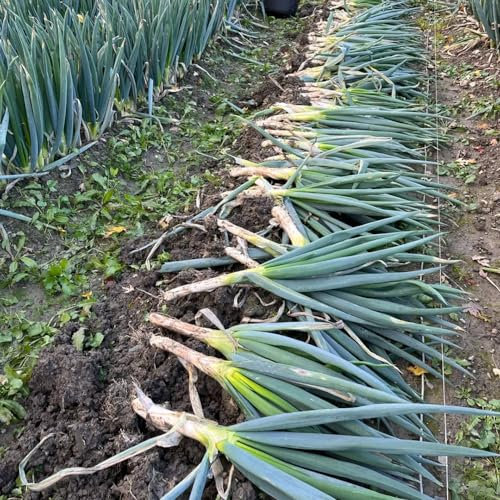 250 pz Semi di porro resistenti balcone del letto delle erbe da giardino (Allium porrum) Semi di copertura del terreno, semi di erbe resistenti semi di ortaggi vegetali resistenti