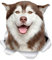 Winston & Bear Happy Siberian Husky Dog Wall Decals - 2 Pack - Husky 3D Sticker Decals for Walls, Cars, Toilet and More - Retail Packaged Husky Gifts