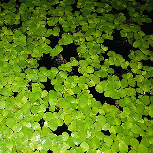 Haloppe 100 piezas semillas de plantas de lenteja de agua para plantar en el jardín del hogar, semillas de lenteja de agua plantas flotantes semillas de hierba de tanque de peces raros para acuario