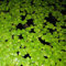 Haloppe 100 piezas semillas de plantas de lenteja de agua para plantar en el jardín del hogar, semillas de lenteja de agua plantas flotantes semillas de hierba de tanque de peces raros para acuario