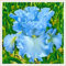 Iris color arcobaleno, bulbi resistenti e di alta qualità, fiore perenne e indispensabile in giardino, decorazione del patio-4 Bulbi-D