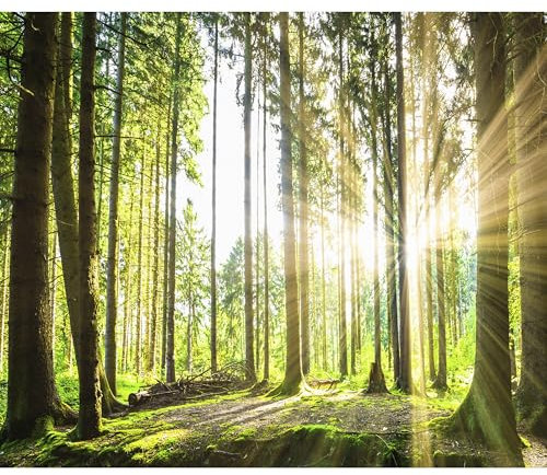 decomonkey Fototapete selbstklebend Wald 294x210 cm Selbstklebende Tapeten Wand Fototapeten Tapete Wandtapete klebend Klebefolie Landschaft Baum Natur