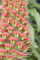 Echium russicum ca. 9x9 cm Topf - Roter Natternkopf, rote Blüten, Blütezeit Mai-Juli, ideal für Steingärten, bienenfreundlich, trockenheitsresistent