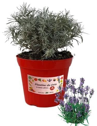 P. Piantine da Orto | Lavanda, Pianta in Vaso Diametro 14 cm, Pianta Pronta per il Trapianto, Pianta Vera da Esterno, Piantina Aromatica per Balcone o Terrazzo, Vivaio Italiano