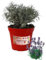 P. Piantine da Orto | Lavanda, Pianta in Vaso Diametro 14 cm, Pianta Pronta per il Trapianto, Pianta Vera da Esterno, Piantina Aromatica per Balcone o Terrazzo, Vivaio Italiano