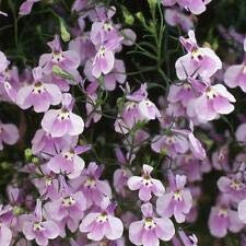 Lobelia Cascade Lilla – ca. 100 Halb