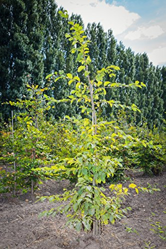 Hainbuche 100-125 cm Busch für Sonne-Halbschatten Zierstrauch grünes Laub Terrassenpflanze Sichtschutz 1 Pflanze mit Ballen