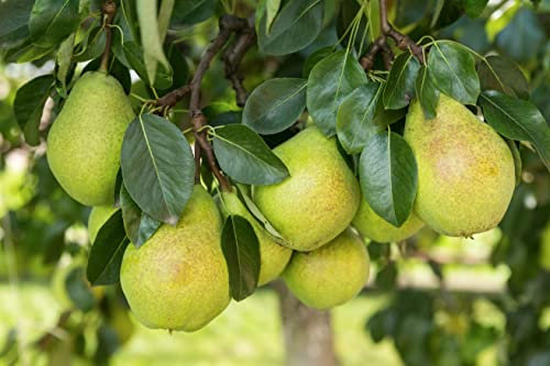 1 Birnenbaum Clapps Liebling im Topf 100cm Terrassenobst obstbaum Birne Pyrus Obstschale Obstkorb Obstkiste Korb kiste